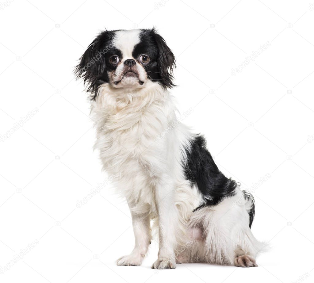 Japanese Chin, 2 years old, sitting against white background