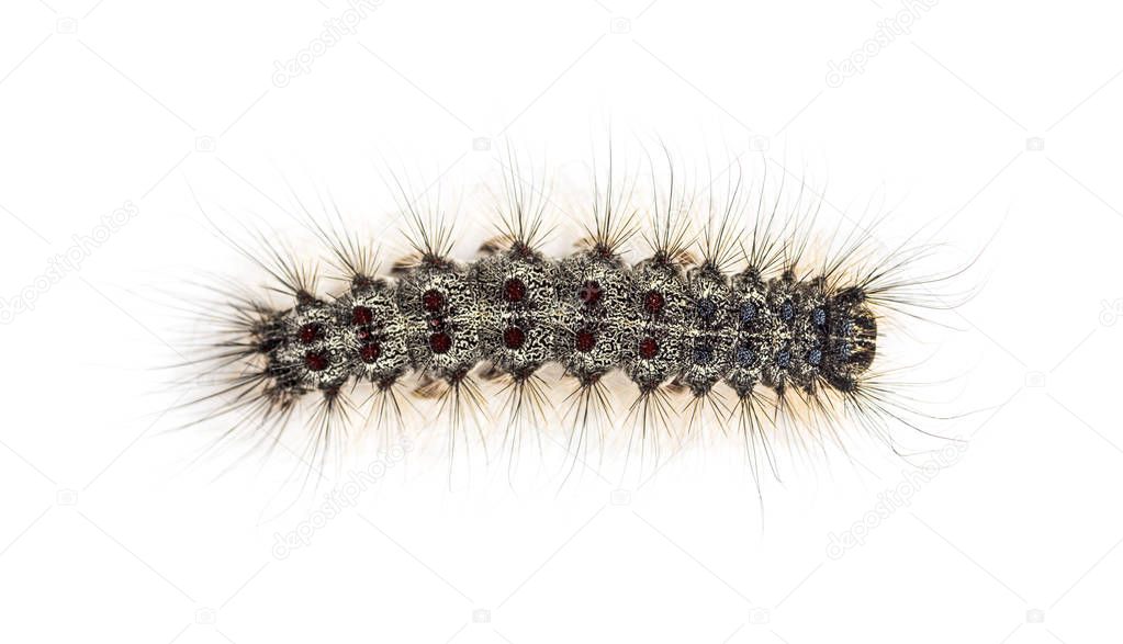 Overhead view of the Caterpillar of a Lymantria dispar, the gypsy moth against a white background