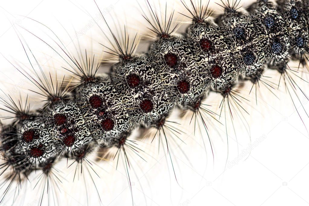 Overhead close up of the Caterpillar of a Lymantria dispar, the gypsy moth against a white background