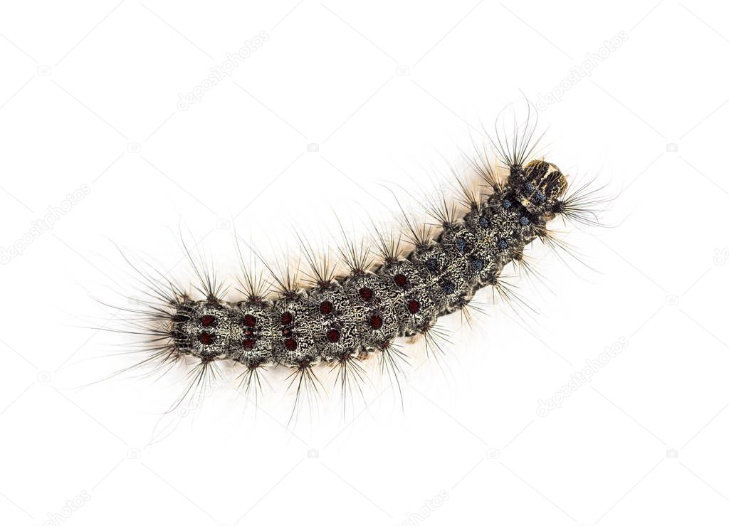 Overhead view of the Caterpillar of a Lymantria dispar, the gypsy moth against a white background