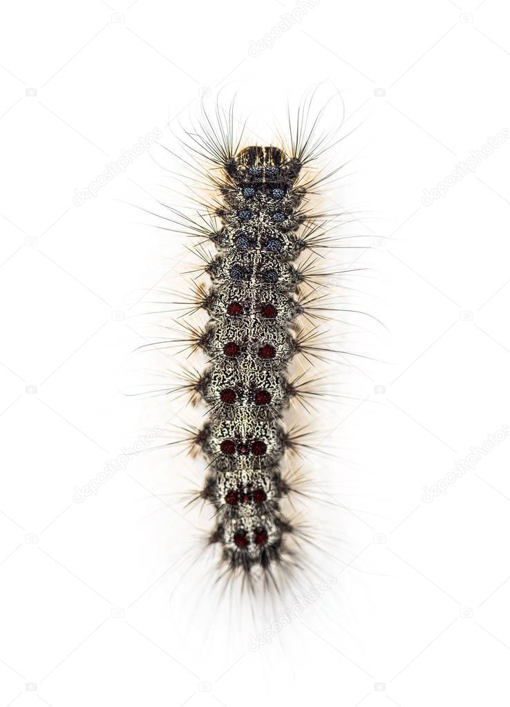 Overhead view of the Caterpillar of a Lymantria dispar, the gypsy moth against a white background