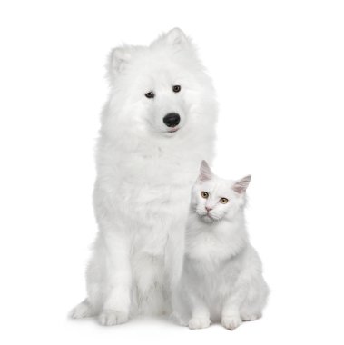 Kedi ve köpek, Türk Angora ve beyaz bir arka önünde Samoyed