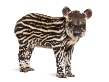 Month old Brazilian tapir looking at camera in front of white ba clipart