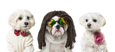 İngilizce bulldog köpek yavrusu, beyaz adam önünde Malta köpekler