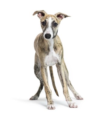 Tazı, İngilizce olan, ek köpek beyaz arka plan önünde
