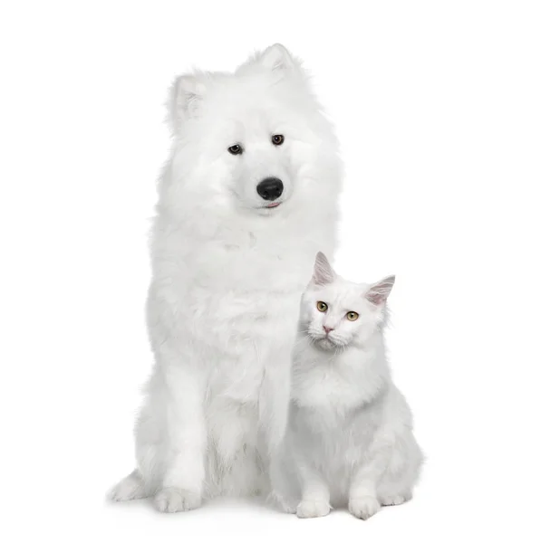 Gato y perro, angora turca y samoyedo delante de una espalda blanca — Foto de Stock