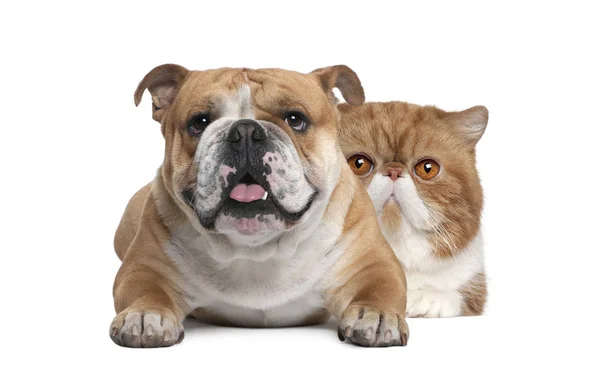 Gato y perro, exótica taquigrafía gato y británico bulldog mentir en f — Foto de Stock