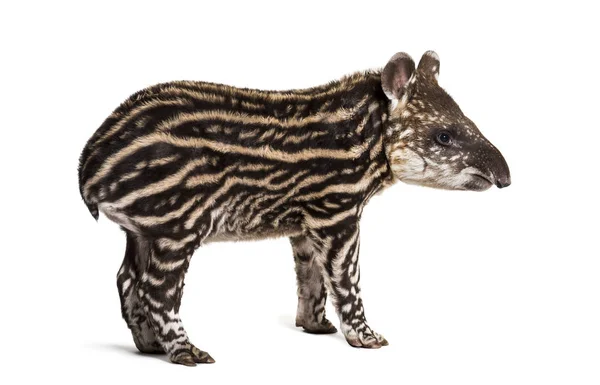 Maand oud Braziliaanse tapir staan voor witte achtergrond — Stockfoto