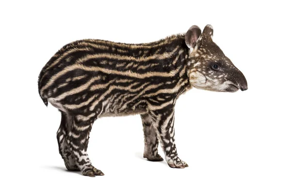 Month old Brazilian tapir standing in front of white background — Stock Photo, Image