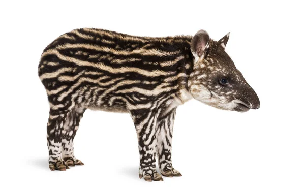 Maand oud Braziliaanse tapir staan voor witte achtergrond — Stockfoto