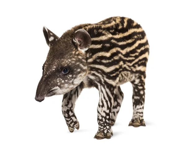 Month old Brazilian tapir standing in front of white background — Stock Photo, Image