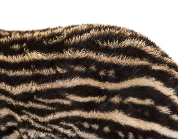 Close up of Month old Brazilian tapir's fur in front of white ba — Stock Photo, Image