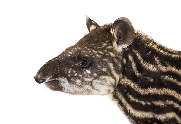 Tapir brasileño de un mes de edad mirando a la cámara delante de la ba blanca —  Fotos de Stock