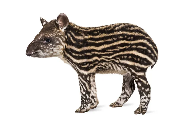 Ay eski Brezilya tapiri ayakta beyaz arka plan önünde — Stok fotoğraf