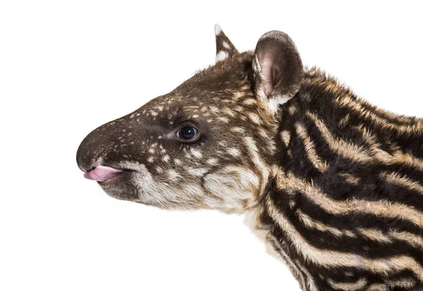 Tapir brasileño de un mes frente a fondo blanco — Foto de Stock