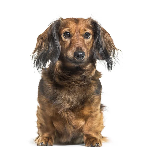 Dachshund, perro salchicha, perro salchicha sentado frente al bac blanco —  Fotos de Stock