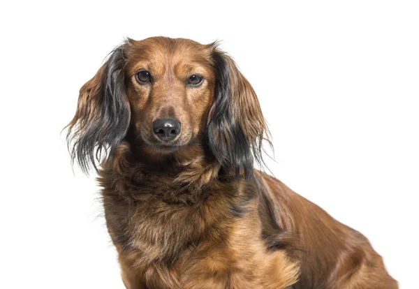 Dachshund, sosis köpek, beyaz bac önünde oturan sosis köpek — Stok fotoğraf