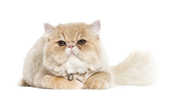 Persian cat lying in front of white background — Stock Photo, Image
