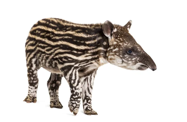 Month old Brazilian tapir standing in front of white background — Stock Photo, Image