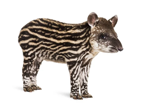 Month old Brazilian tapir standing in front of white background — Stock Photo, Image