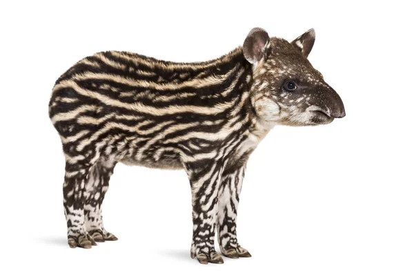 Month old Brazilian tapir standing in front of white background — Stock Photo, Image