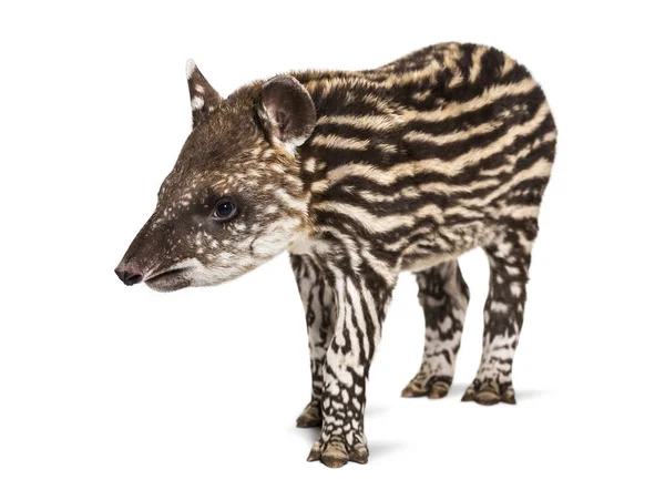 Month old Brazilian tapir standing in front of white background — Stock Photo, Image