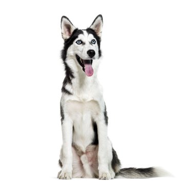 Sibirya Husky, 6 ay yaşlı, beyaz backgrou önünde oturan