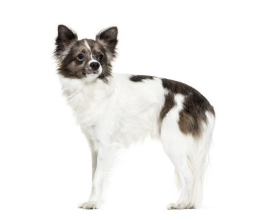 Beyaz arkaplan önünde chihuahua