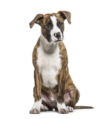 Amerikan Staffordshire Terrier, önünde oturan Amstaff