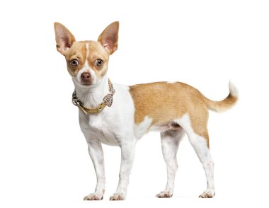 Beyaz arkaplan önünde chihuahua
