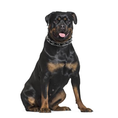 Beyaz arka plan oturan rottweiler
