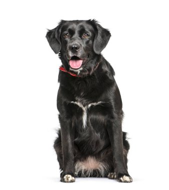 Karışık-breed köpek, 3 yıl eski, önünde oturan backgrou beyaz.