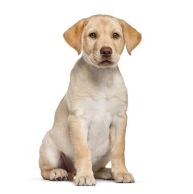 Genç Labrador Retriever köpek yavrusu, o önde oturan 2 aylık