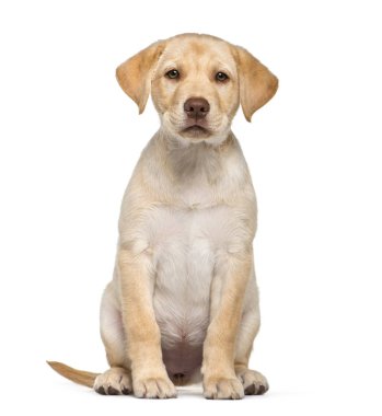 Labrador Retriever, 2 aylık beyaz arka önünde oturan