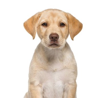 Labrador Retriever, 2 aylık beyaz arka önünde oturan