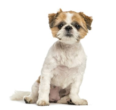 Shih tzu, 8 ay yaşlı, beyaz arka plan oturan
