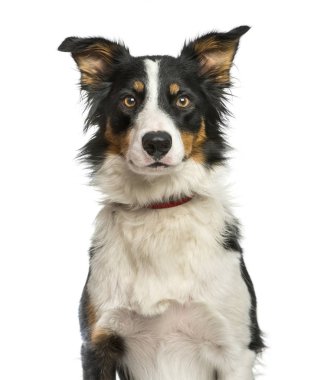 sınır collie, 1 yaşında, beyaz arka plan oturan