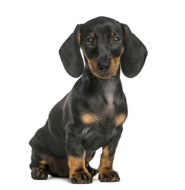 Dachshund, 2 ay yaşlı, önünde oturan arka plan beyaz.