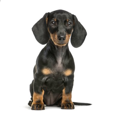 Dachshund, 2 ay yaşlı, önünde oturan arka plan beyaz.
