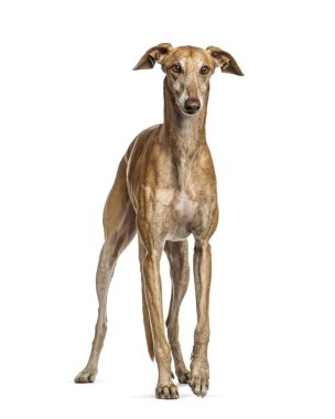 İspanyol greyhound, 6 yaşında beyaz arka plan önünde,