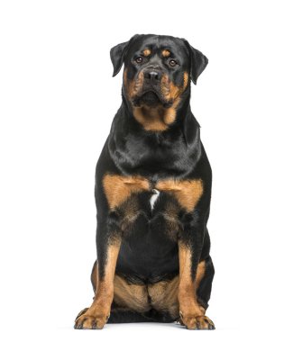 Rottweiler, 1 yaşında, beyaz arka plan önünde oturan