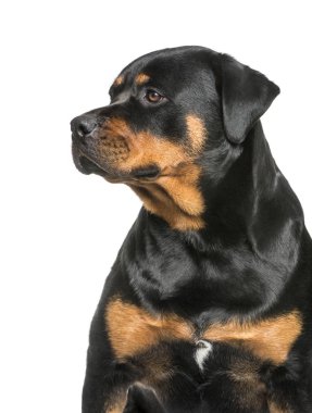 Rottweiler, 1 yaşında, beyaz arka plan önünde oturan