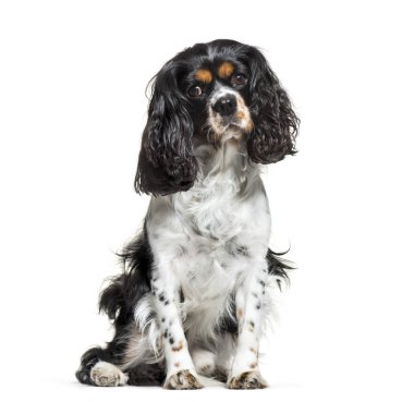 Cavalier king charles, 6 yaşında beyaz ba oturan