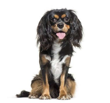 Cavalier King Charles, 1 yaşında, beyaz bac önünde oturan