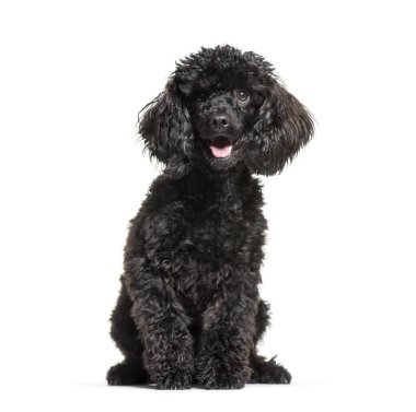 Kaniş, 9 ay yaşlı, önünde oturan arka plan beyaz.