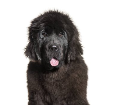 Newfoundland, 4 aylık beyaz arka plan önünde,