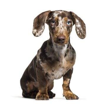 Dachshund, 5 ay eski, önünde oturan arka plan beyaz.