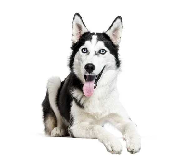 Siberian husky, 6 meses, deitado em frente ao fundo branco — Fotografia de Stock