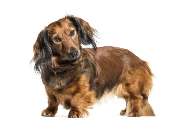 Dachshund, колбасная собака, сосиска на белом фоне — стоковое фото