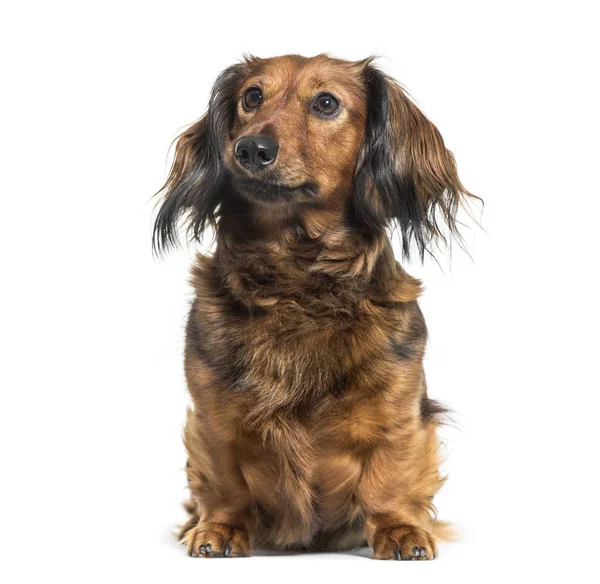 Jamnik, psa kiełbasa, wiener pies siedzi przed biały bac — Zdjęcie stockowe